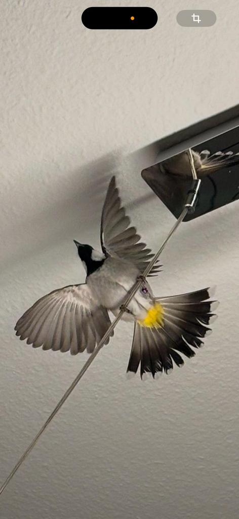 Witoorbuulbuul man xxl 2025, Mannelijk, Wildzangvogel, Geringd