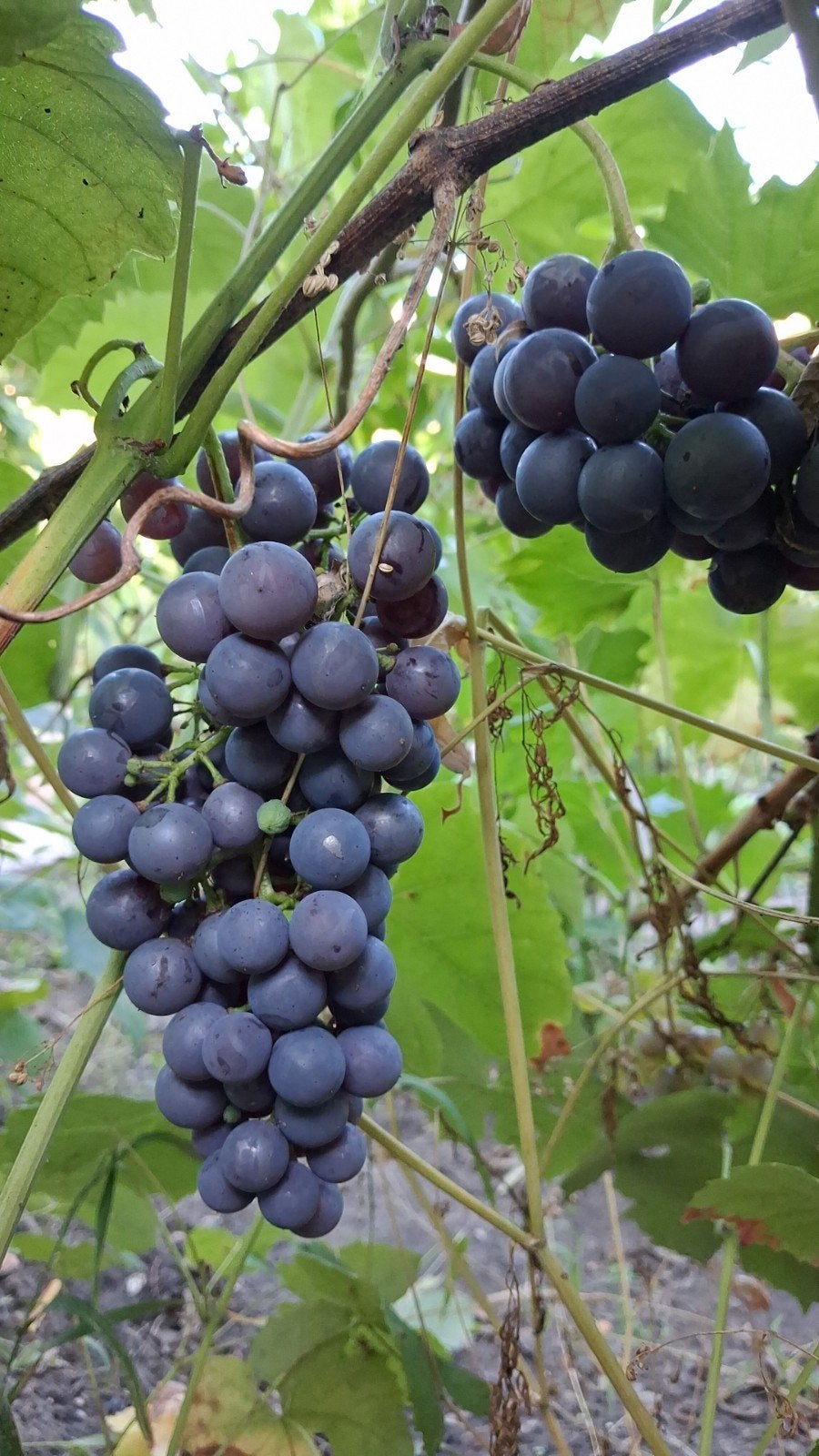 Verse blauwe druivenstruik van eigen kweek, Ophalen, Minder dan 100 cm, Overige soorten, In pot