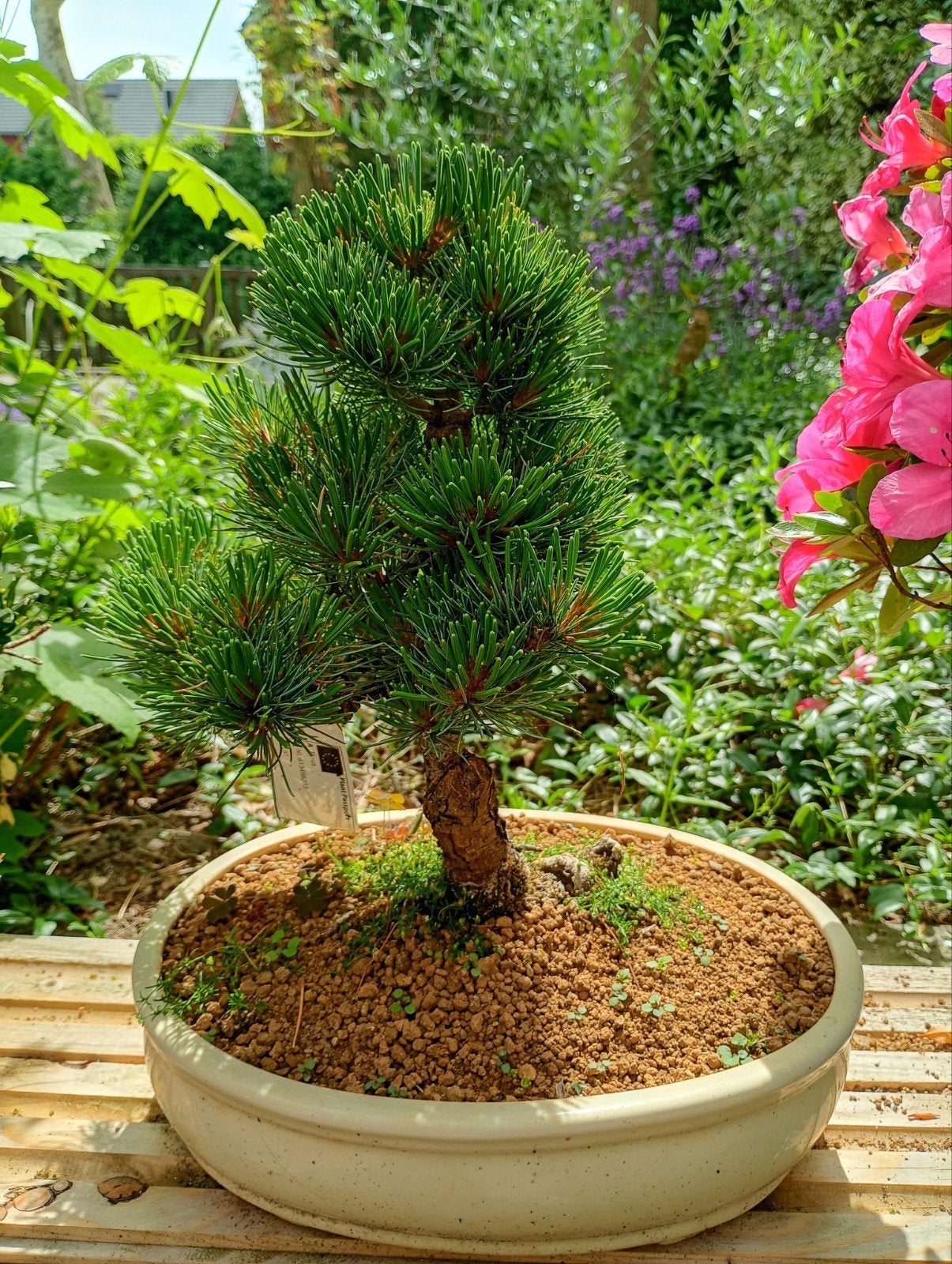 Pinus Bonsai, Tuin en Terras, Bloeit niet, Overige soorten, Minder dan 100 cm, Ophalen