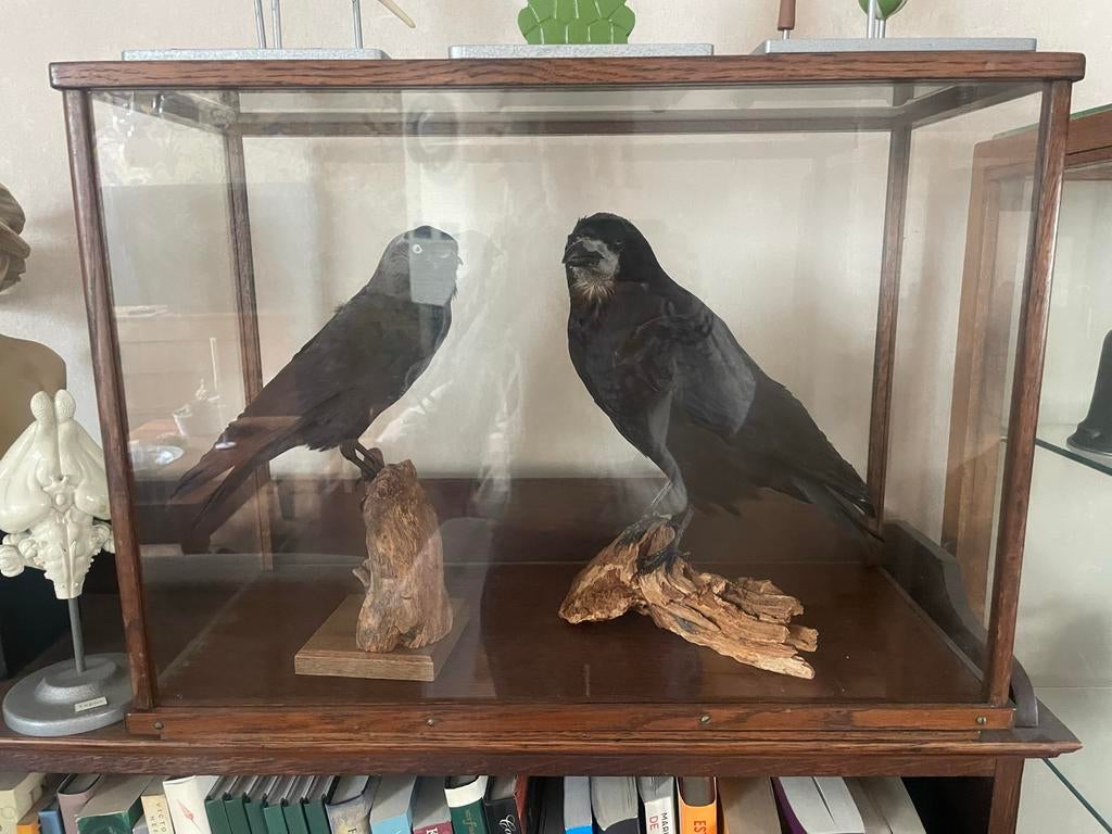 Opgezette Kauwen in Glazen Vitrine, Ophalen