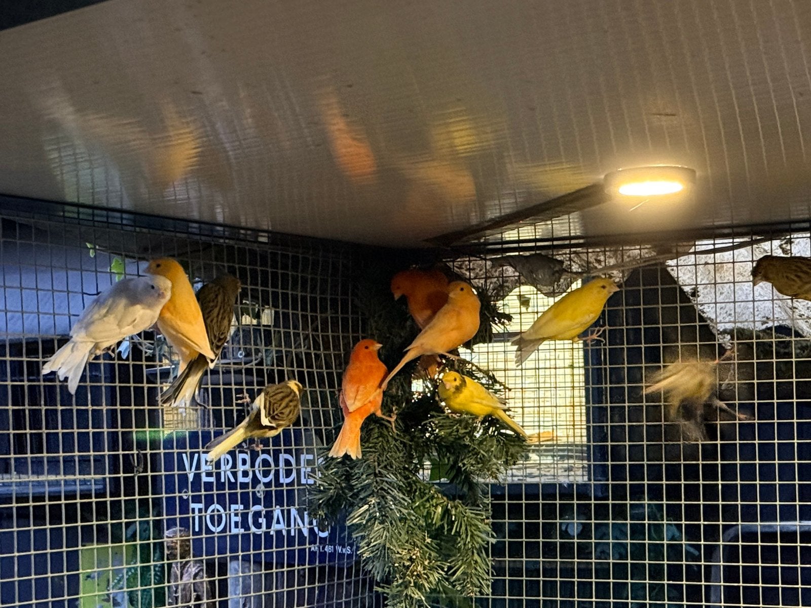 Kanaries, Dieren en Toebehoren, Meerdere dieren, Kleurkanarie