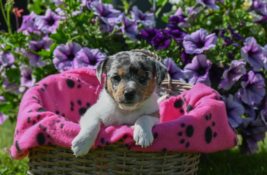 Super leuk jack russel pups van  merle moeder, Parvo, Jack Russell Terriër, 8 tot 15 weken, Meerdere