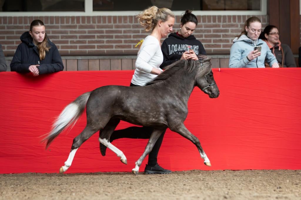 Ter dekking 2 1e premie NMPRS hengsten (homozygoot bont), Dieren en Toebehoren, Paarden en Pony's | Dekhengsten en Fokmerries