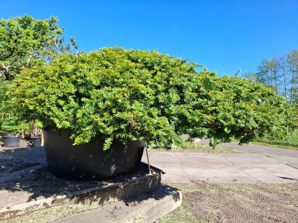 T100   Taxus baccata, Volle zon, Vaste plant, Lente, Ophalen
