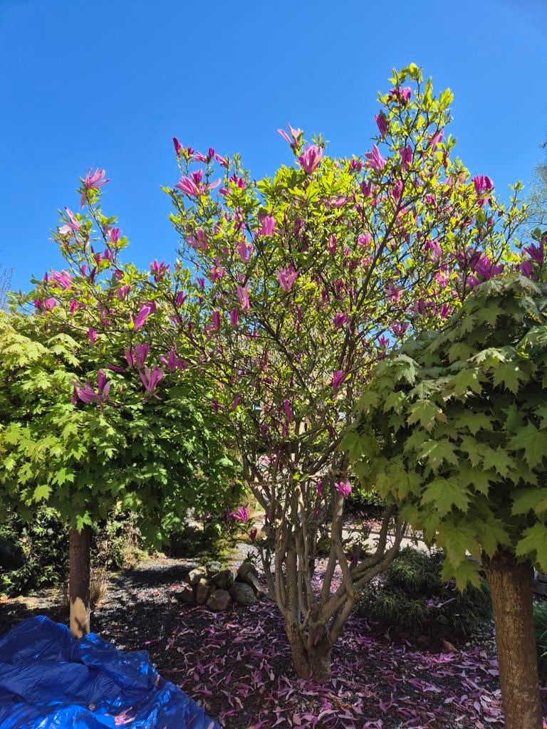 grote magnolia, Ophalen of Verzenden, Lente, Volle zon, Overige soorten