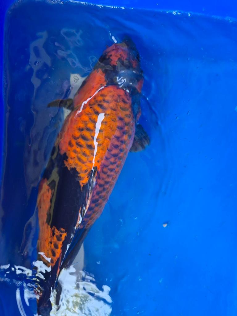 Hi utsuri (Koi karper).