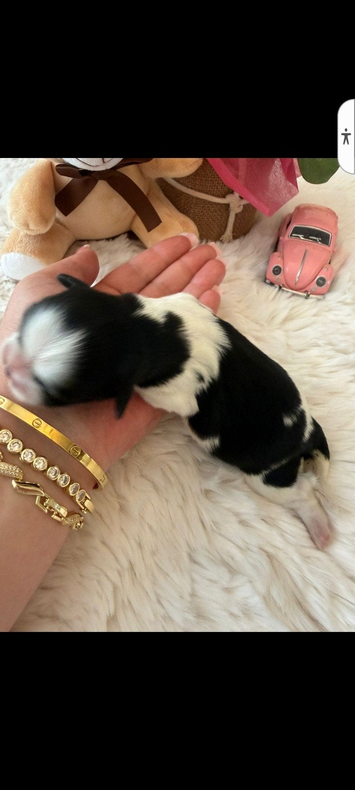 raszuivere Shih tzu pups., Parvo, Overige rassen, 8 tot 15 weken, Meerdere