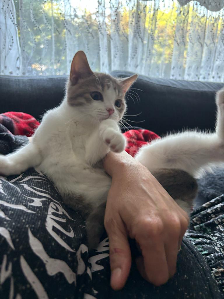 Kitten, Poes, Kortharig, 0 tot 2 jaar