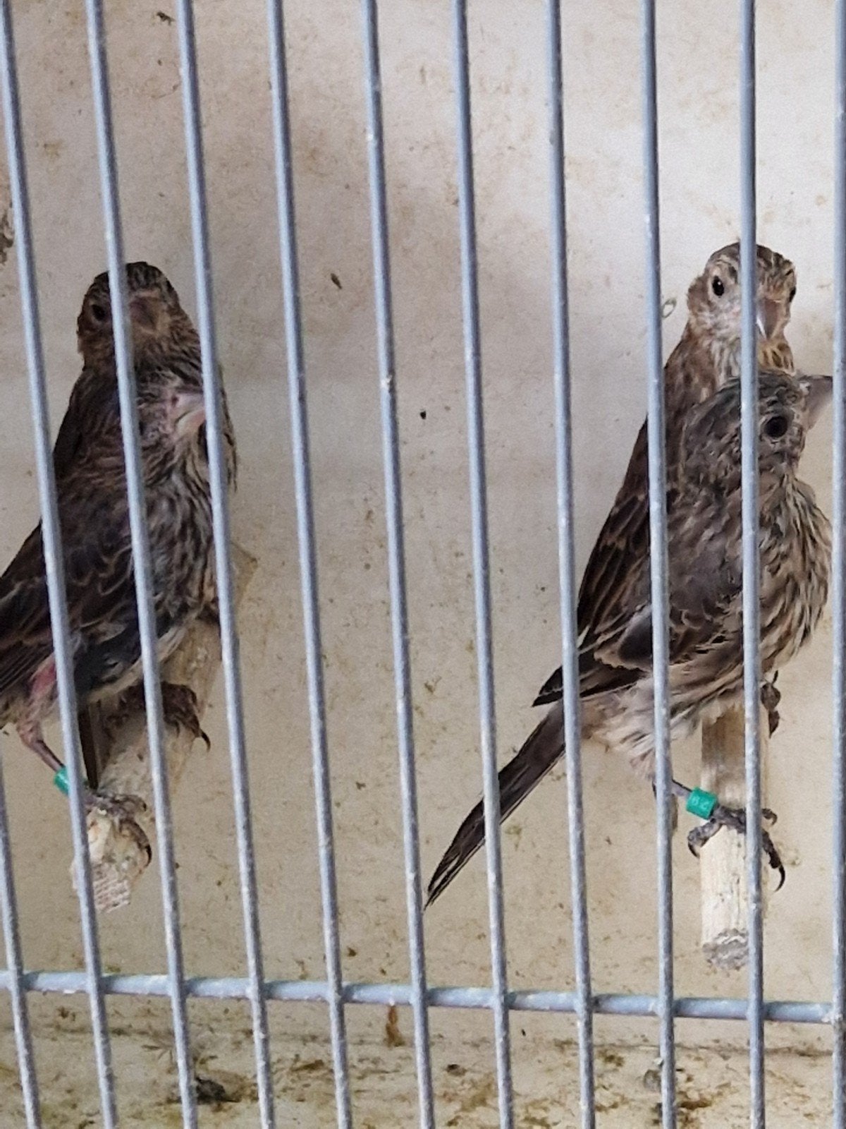4 Mexicaanse roodmussen geringd, Meerdere dieren, Geringd