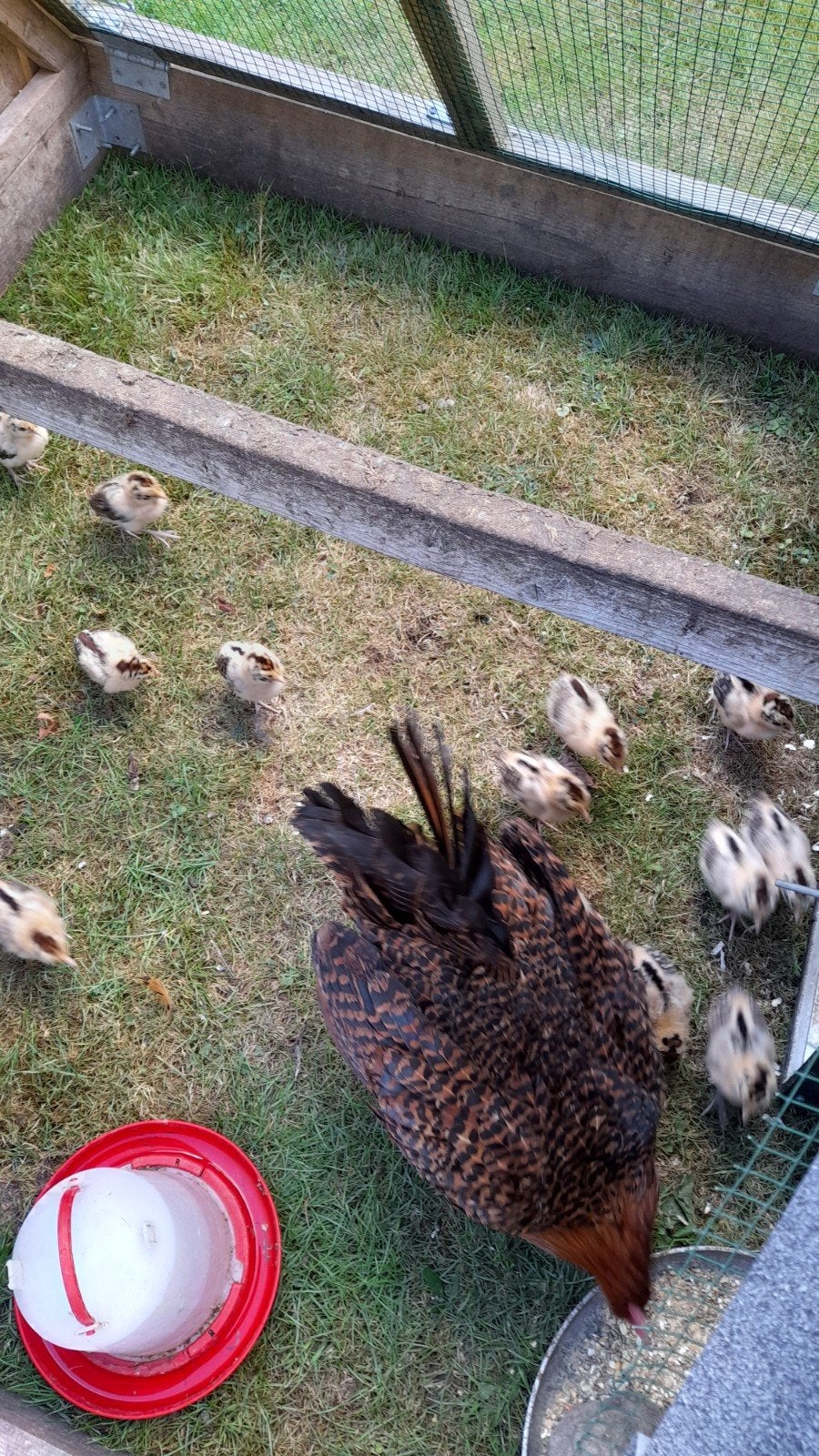 broedhen, Dieren en Toebehoren, Meerdere dieren, Kip
