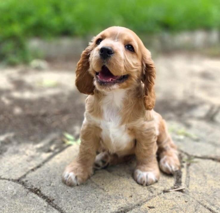 Cocker spaniel pups, Dieren en Toebehoren, Particulier, 15 weken tot 1 jaar, Overige rassen, Buitenland