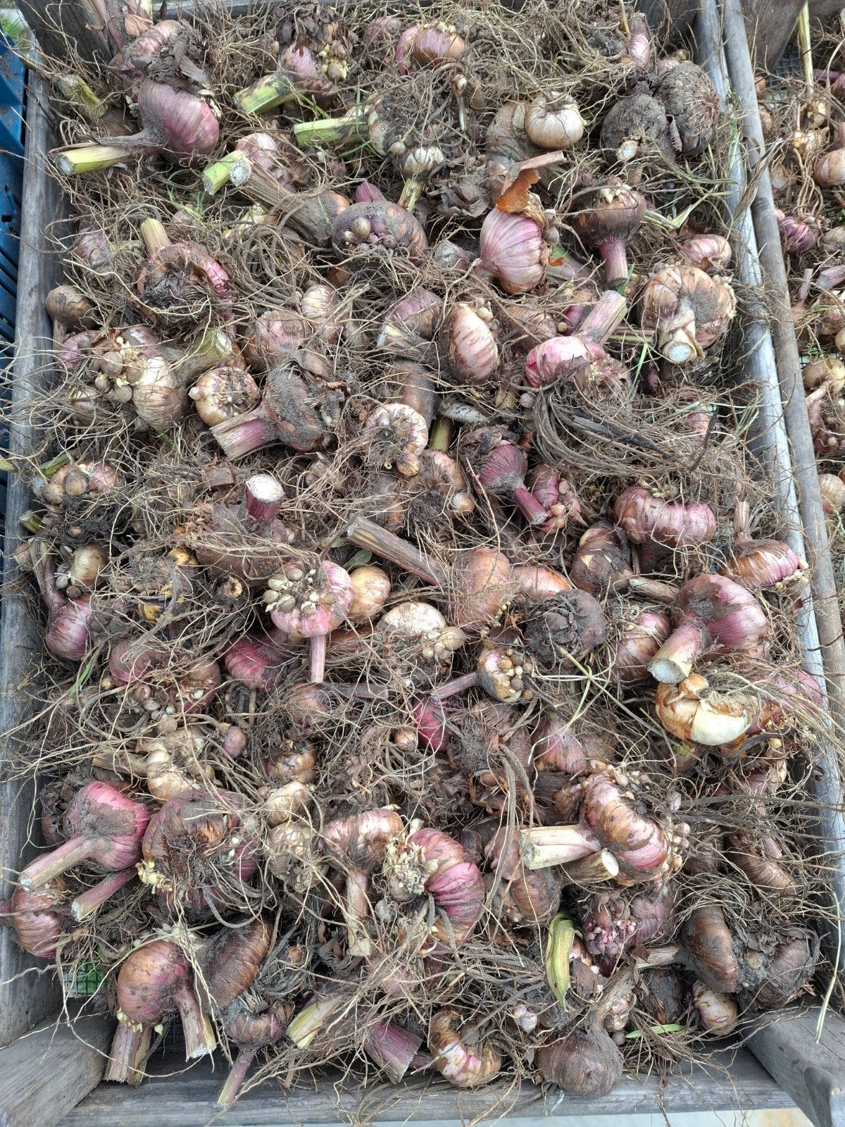 Gladiolen bollen - Diverse kleuren en maten, Ophalen of Verzenden, Voorjaar, Volle zon, Bloembol