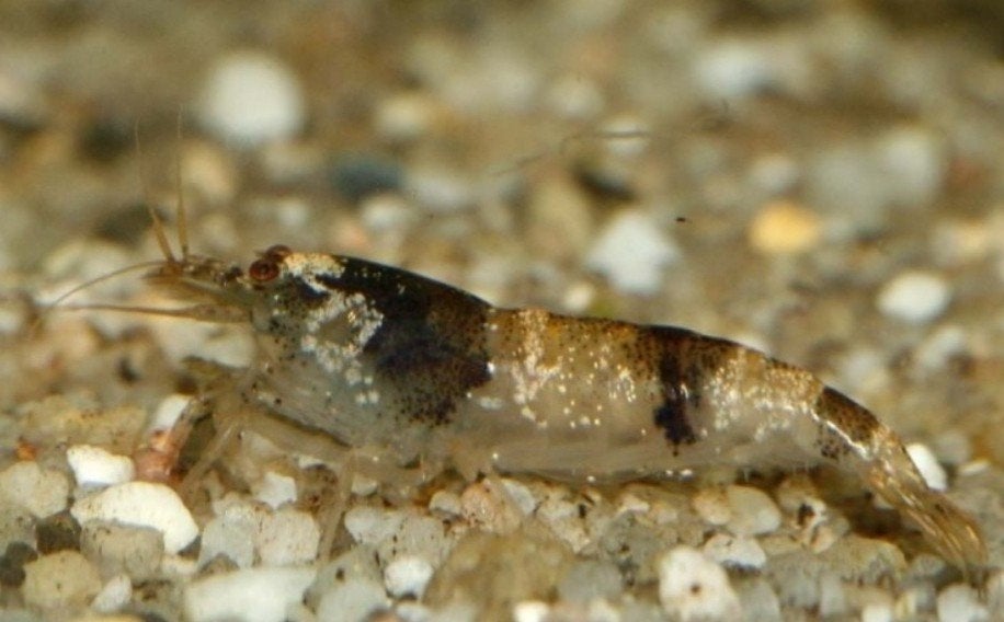 Hommel garnaal, Kreeft, Krab of Garnaal