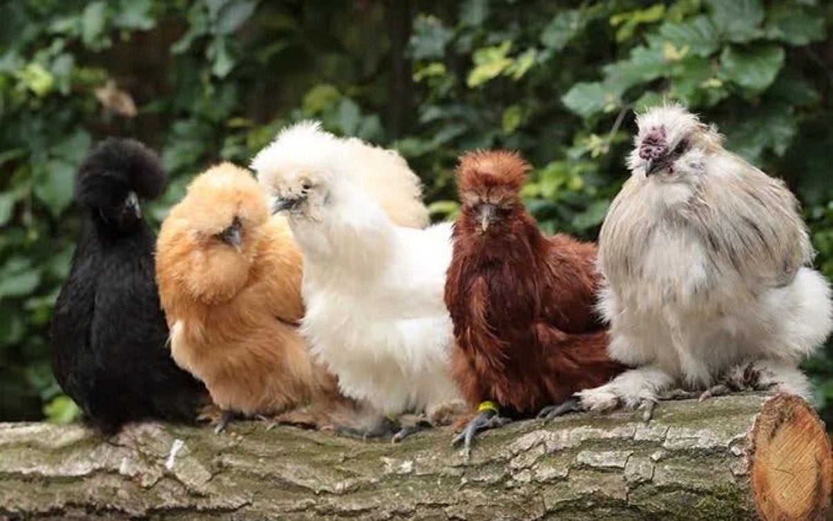 Gezocht USA zijdehoen kriel, Dieren en Toebehoren, Pluimvee, Vrouwelijk, Kip