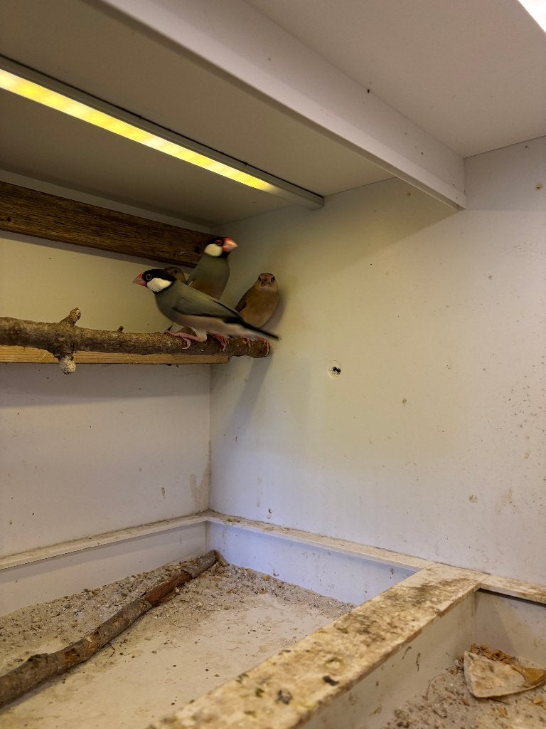 Rijstvogels + Japanse meeuwtjes + kleine Cubavink, Dieren en Toebehoren, Vogels | Overige Vogels, Meerdere dieren, Tropenvogel