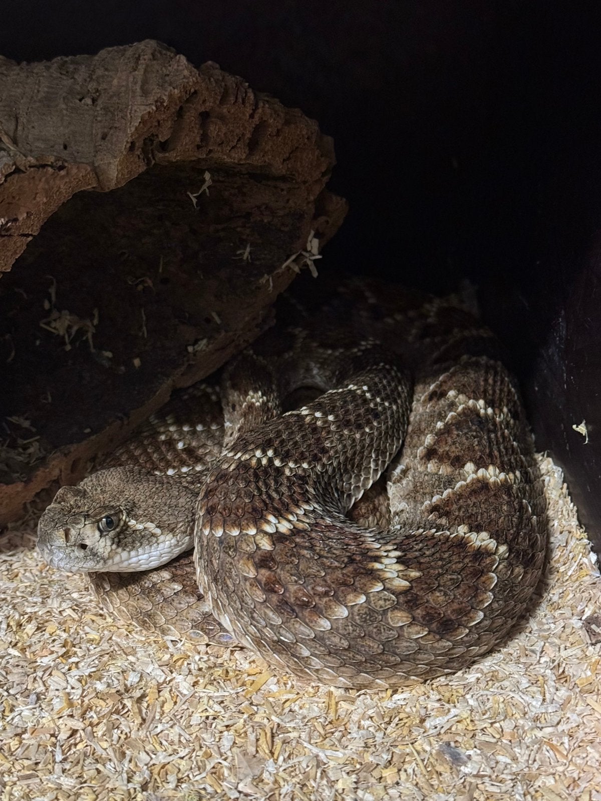 Crotalus atrox, Dieren en Toebehoren, Reptielen en Amfibieën, Slang, 3 tot 6 jaar