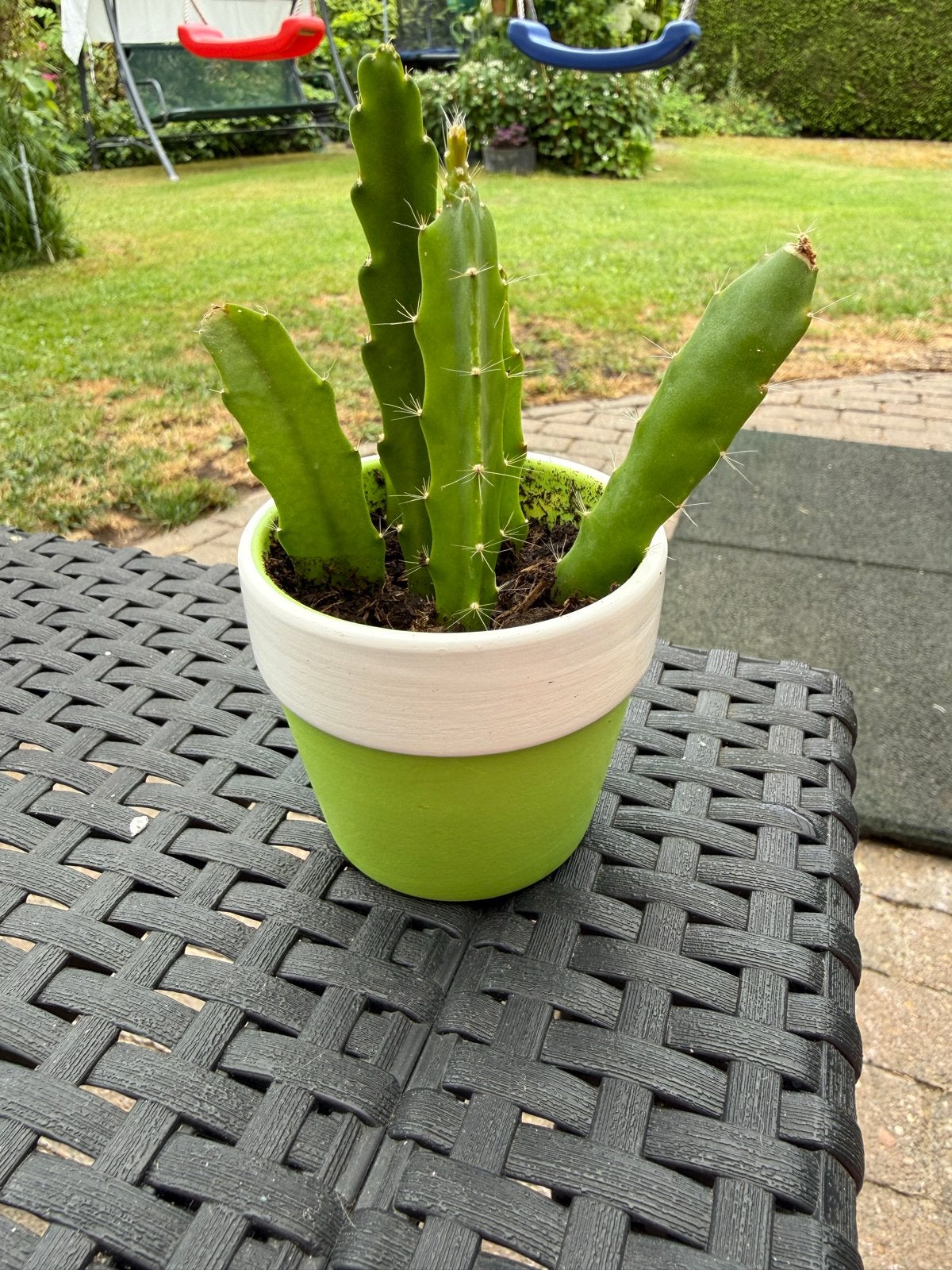 Drakenfruit Cactus Plant in Pot, Tuin en Terras, Planten | Tuinplanten, Volle zon, Vaste plant, Bloeit niet, Ophalen