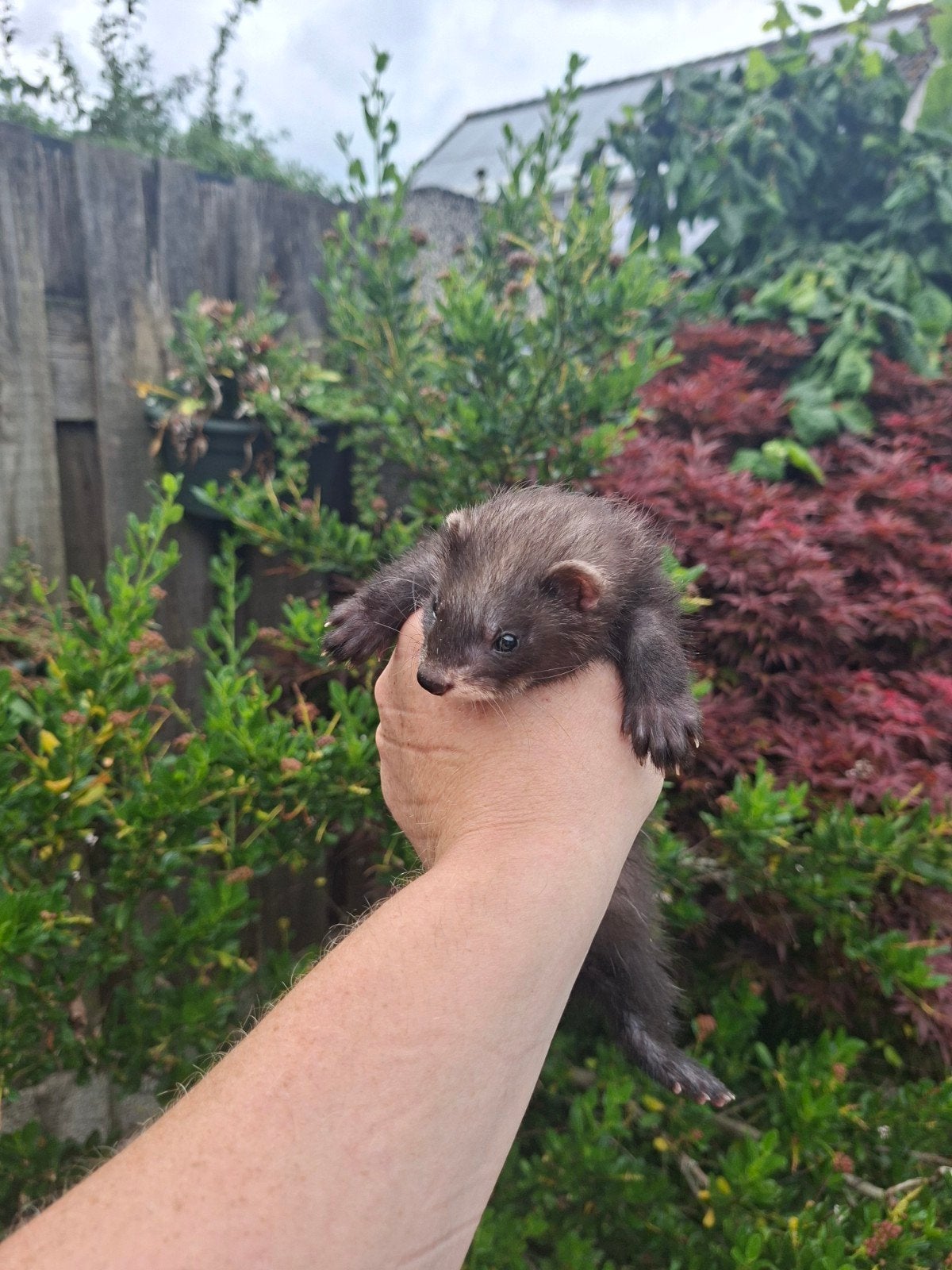 Fretten pups, Dieren en Toebehoren, Mei, Meerdere dieren