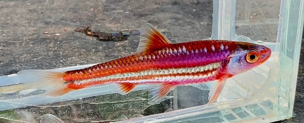 Regenboogelrits (Rainbow Shiner) eigen kweek, winterhard, Dieren en Toebehoren, Overige soorten