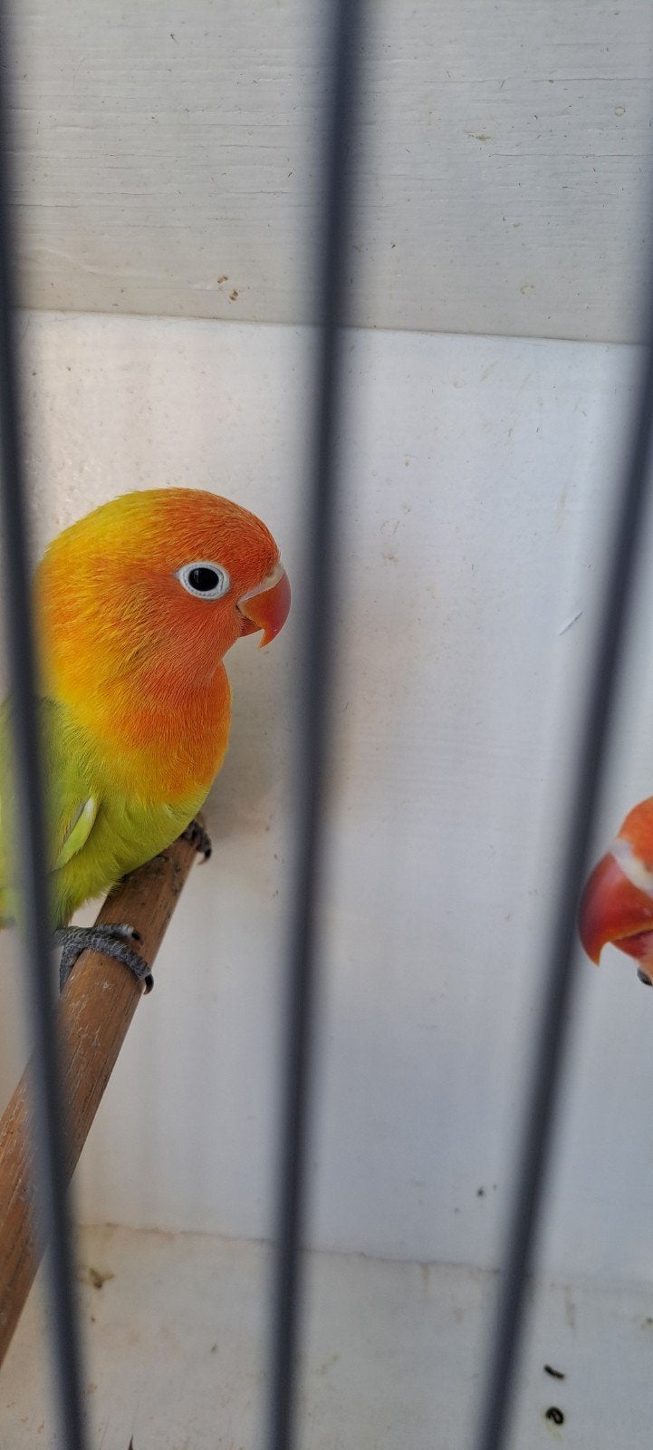Agapornis Ficheri Geel Dilute jong voor tam, Geslacht onbekend, Dwergpapegaai of Agapornis
