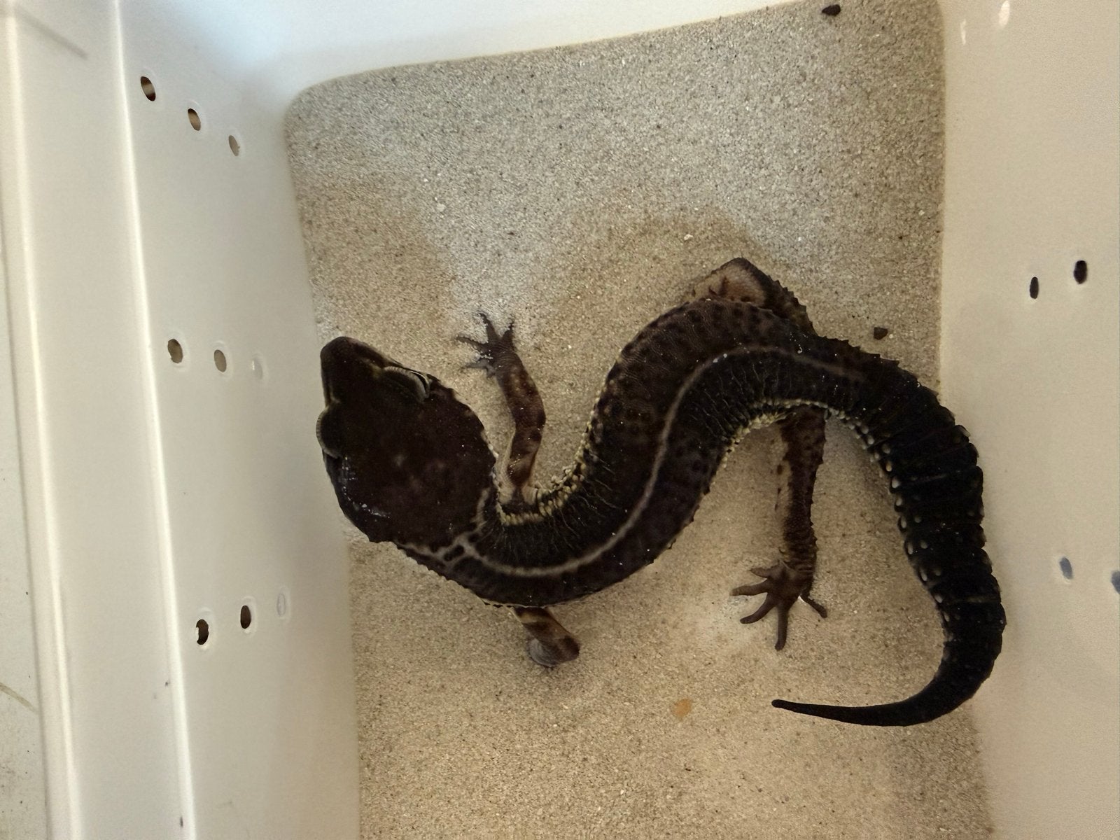 Black night luipaardgekko vrouw, Dieren en Toebehoren