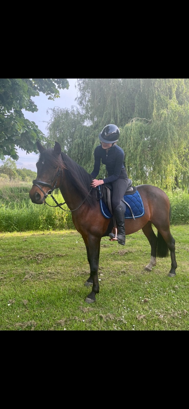 Een mooie bruine 11 jarige pony te koop, Minder dan 160 cm, Ruin, Niet van toepassing, Dressuurpaard