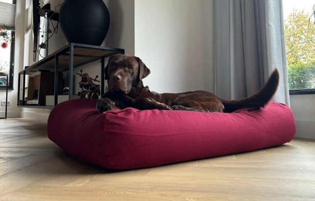 Anti reumatisch Hondenkussen katoen met hoes Dogs Companion, Dieren en Toebehoren, Hondenmanden, Ophalen of Verzenden, Nieuw, Katoen