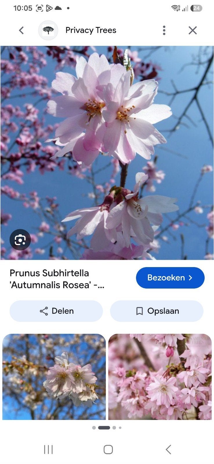 sierkers rose winterkers autumnalis rosea, Tuin en Terras, Ophalen, Volle zon, Overige soorten