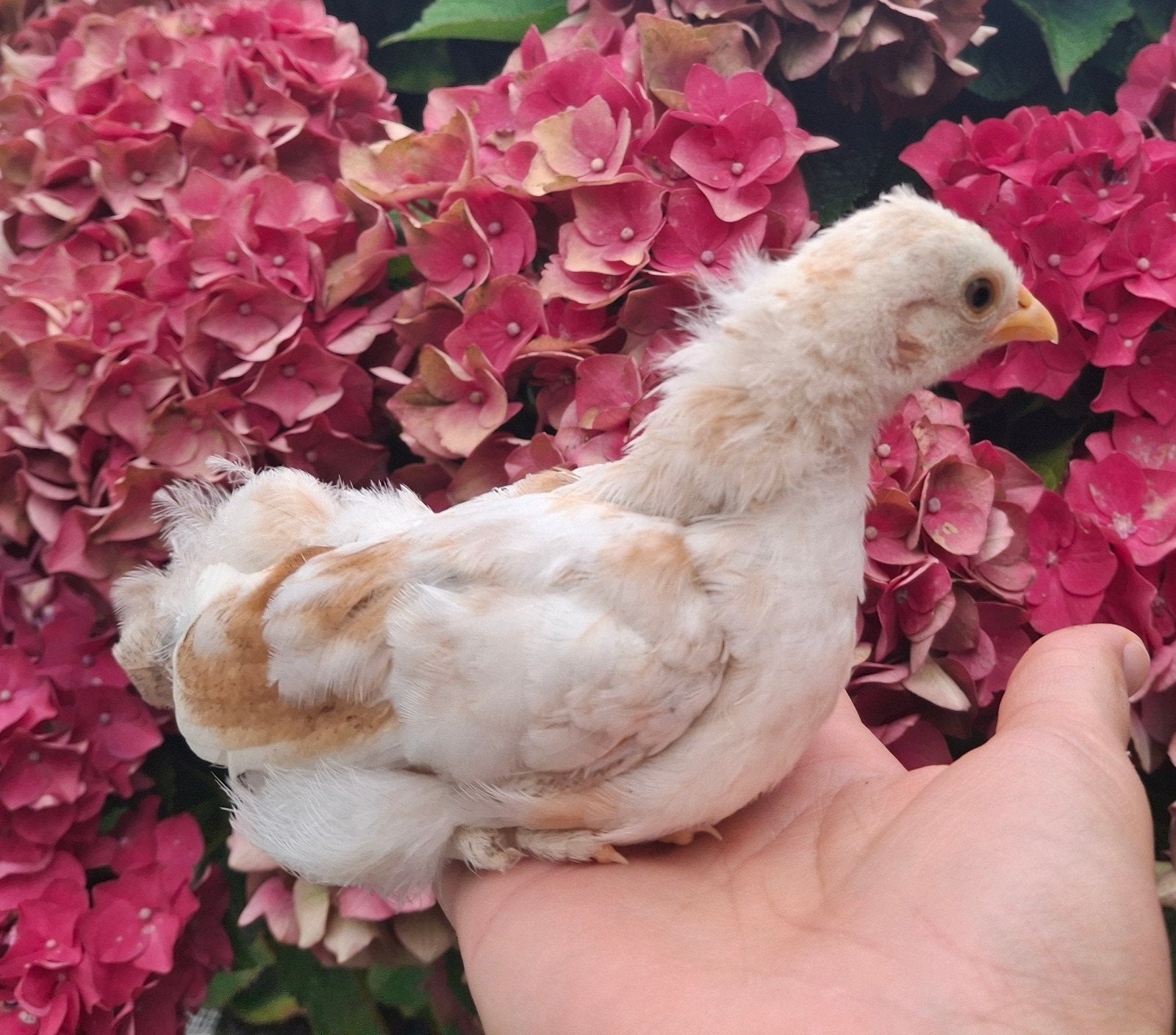 Kuiken haantje Serama mix, Dieren en Toebehoren, Pluimvee, Kip, Mannelijk