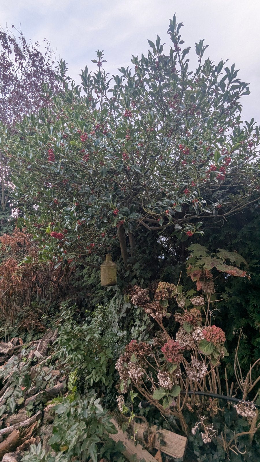 Stekelige Hulst met Rode Bessen - Winterharde Sierplant, Ophalen, Overige soorten
