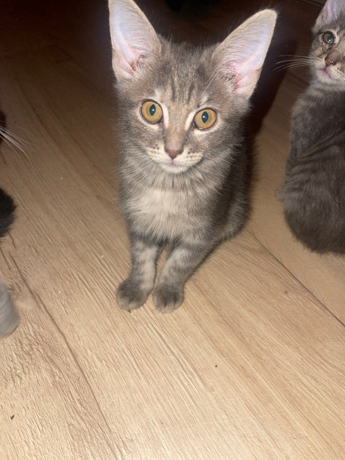 Main coon x britskorthaar kittens, Poes, 0 tot 2 jaar