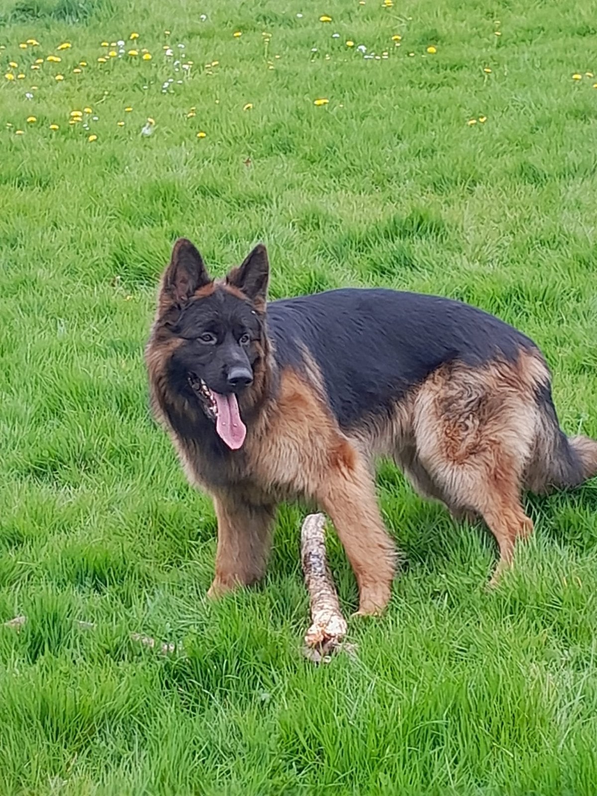 Op zoek naar een nieuwe baas voor duitse herder langstokhaar, Dieren en Toebehoren, Honden | Herdershonden en Veedrijvers, Parvo