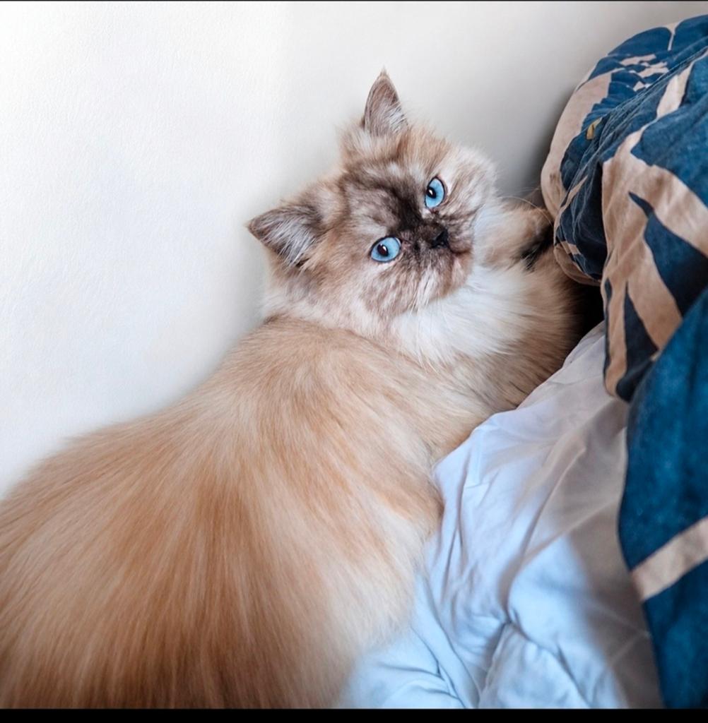 Perzische Himalaya kat.
Gezond, super sociaal, Dieren en Toebehoren, Katten en Kittens | Raskatten | Langhaar, Poes