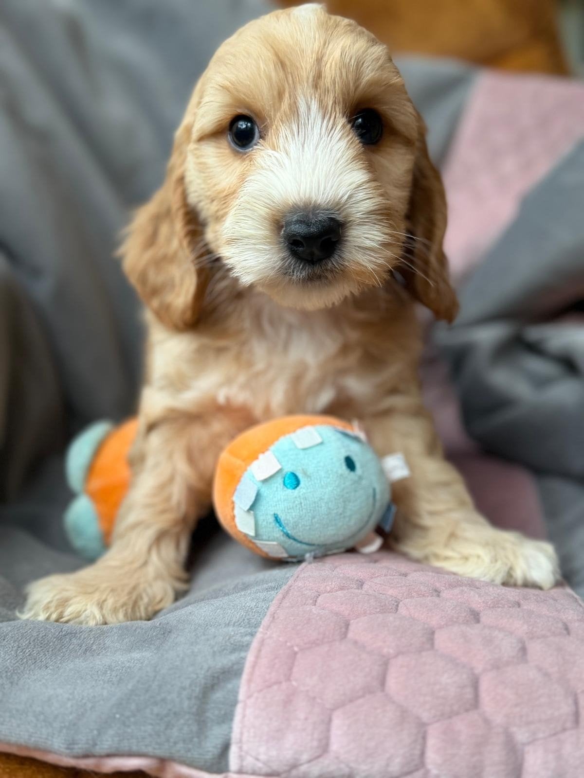 prachtige cockapoo pups, Dieren en Toebehoren, Overige rassen, 8 tot 15 weken, Meerdere, Meerdere dieren