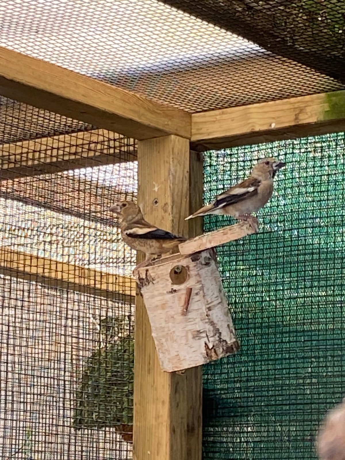 Europese appelvinken, Dieren en Toebehoren, Vogels | Overige Vogels, Meerdere dieren, Wildzangvogel, Geringd