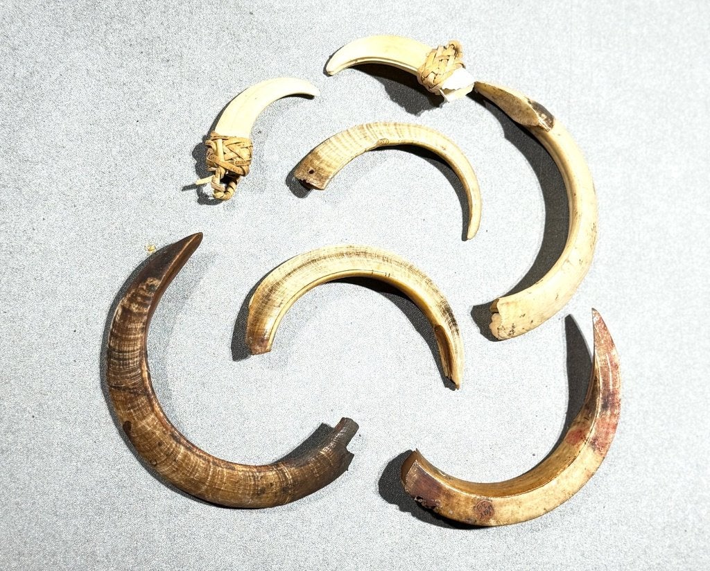 Verzameling van 7 neuspiercings - Papoea-Nieuw-Guinea, Antiek en Kunst, Afrika, Ophalen of Verzenden, Ritueel object, Natuurlijk materiaal