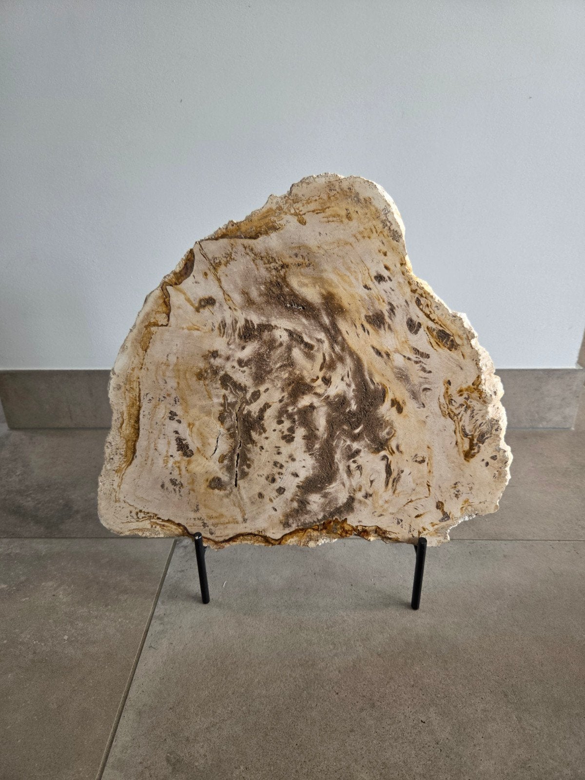 Prachtige plak versteend hout 35 breed x 37 hoog op sokkel, Ophalen of Verzenden