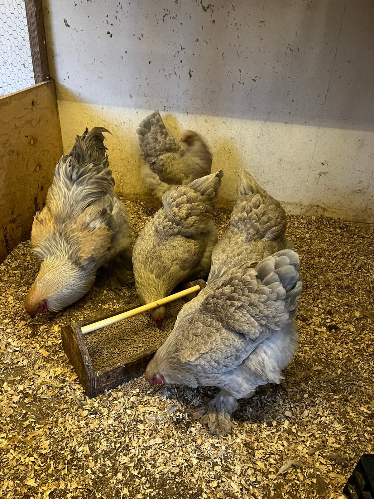 Brahma groot broedeieren, Dieren en Toebehoren, Geslacht onbekend, Kip