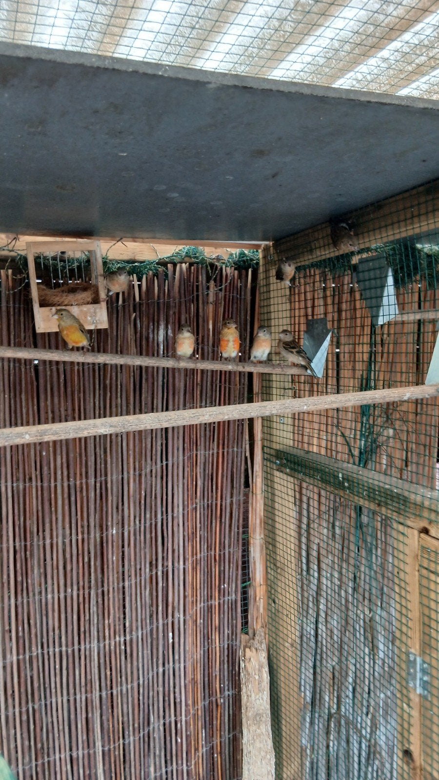 bastaard f1 mannen, Dieren en Toebehoren, Vogels | Kanaries, Mannelijk, Bastaard