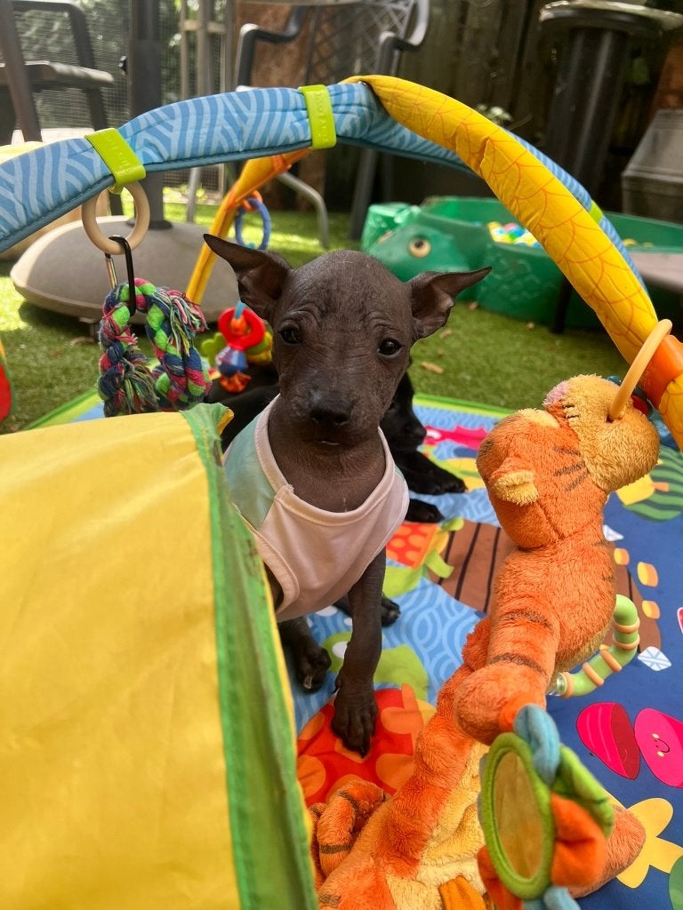 Xoloitzcuintle medium (Mexicaanse naakthond), Dieren en Toebehoren, Parvo, België, Particulier, Overige rassen