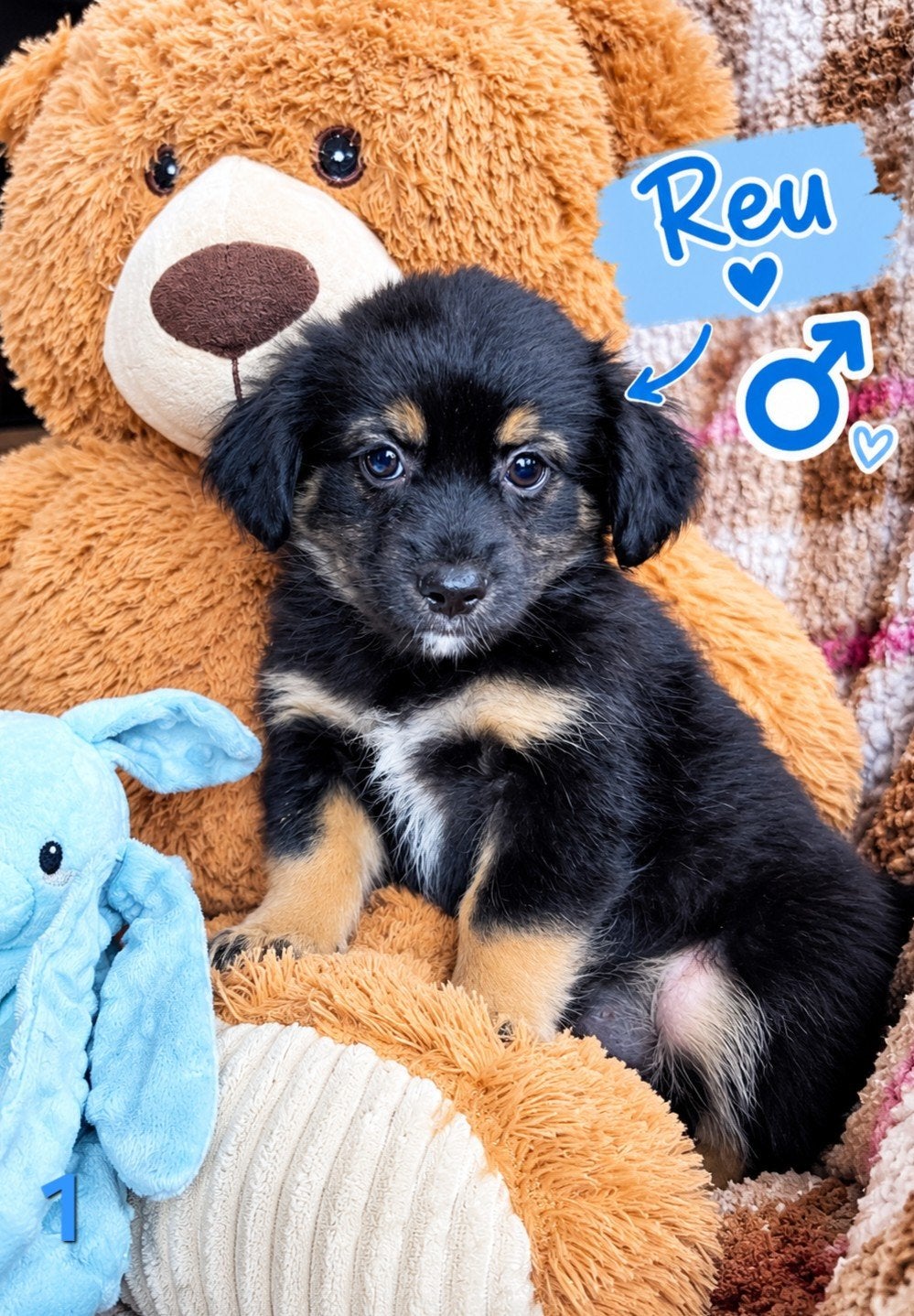 Lieve Pomeriaan  Boomer pups zoeken een liefdevol thuis, Overige rassen, 8 tot 15 weken, Meerdere, Meerdere dieren