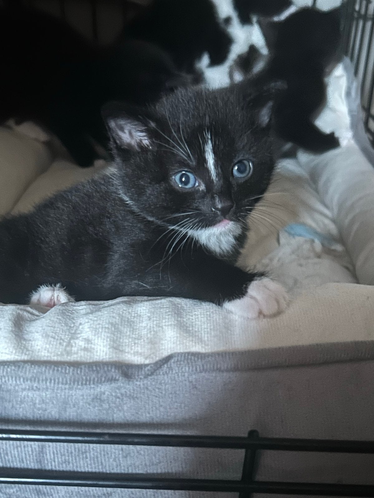 Kittens
