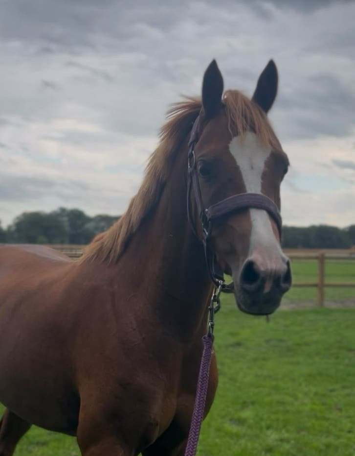 Talentvolle Welsh-merrie (C), Dieren en Toebehoren, Merrie, Met stamboom