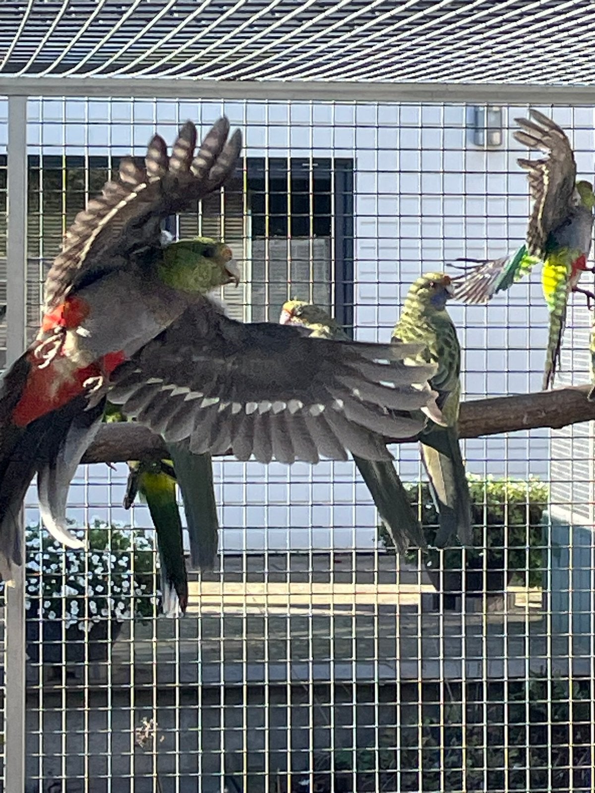 Ruilen 0-1 redcap. Voor 1-0 redcap., Dieren en Toebehoren, Vogels | Parkieten en Papegaaien, Mannelijk, Parkiet