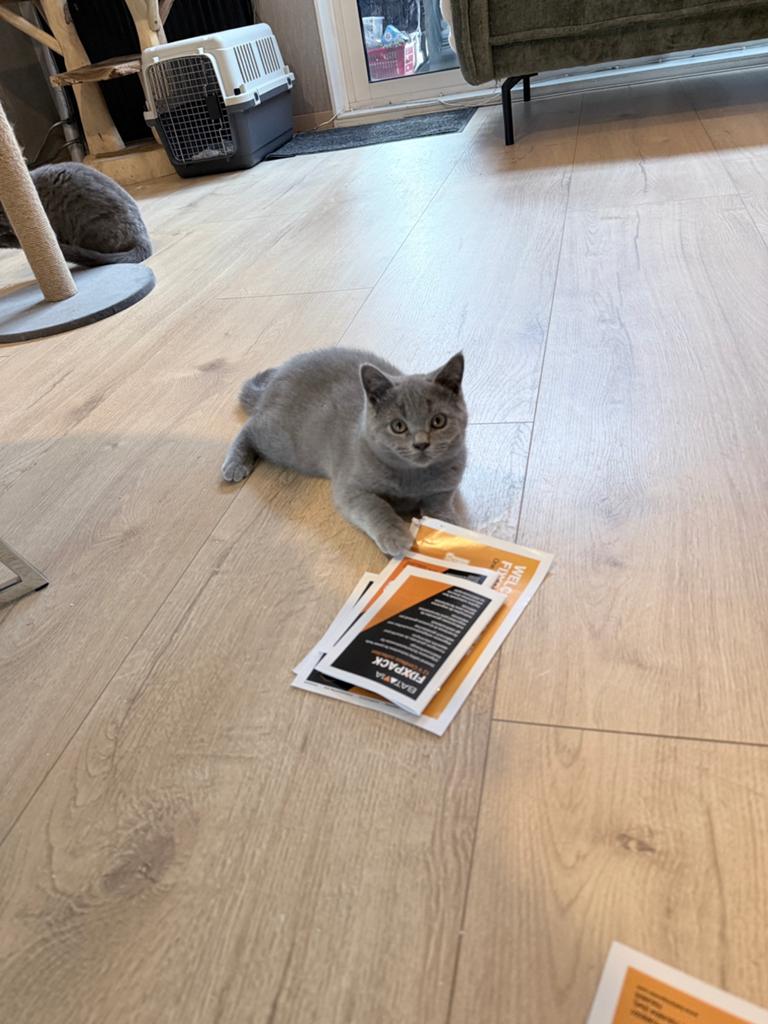 Britse korthaar kittens nog maar een katertje over!!, Meerdere dieren, Kortharig, 0 tot 2 jaar