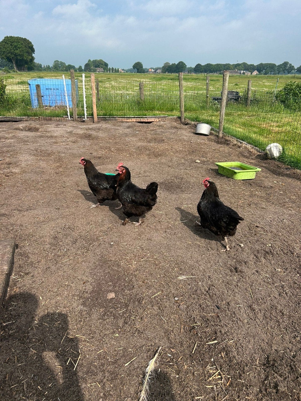 3 Marans Kippen  ( Groot Ras ), Dieren en Toebehoren, Pluimvee, Vrouwelijk, Kip
