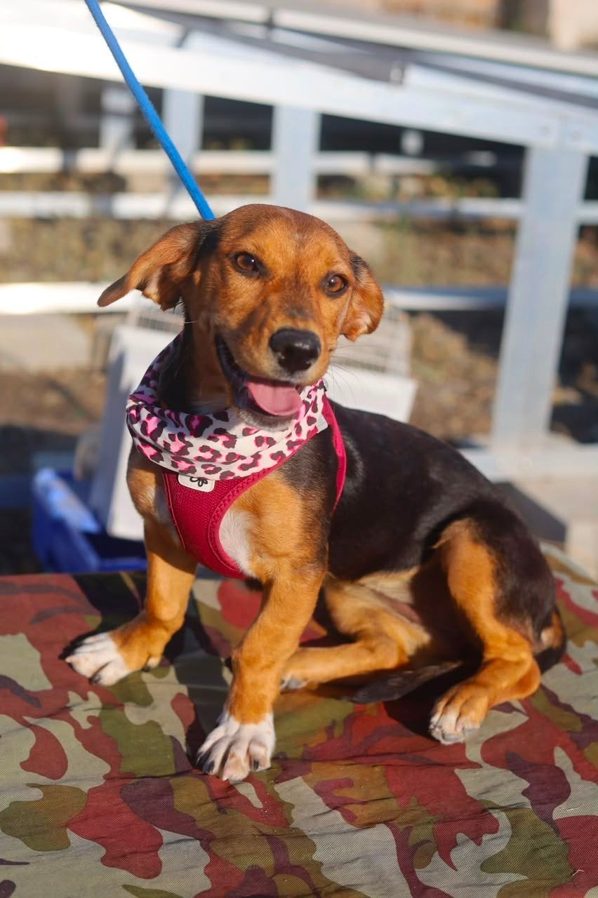 Knappe Bonnie verblijft in Cyprus, Dieren en Toebehoren, Honden | Niet-rashonden, 15 weken tot 1 jaar, Handelaar, Buitenland, Teef