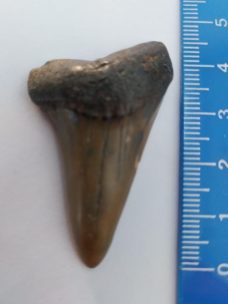 Te koop 4,5 centimeter grote fossiele haaientand, Ophalen of Verzenden, Fossiel