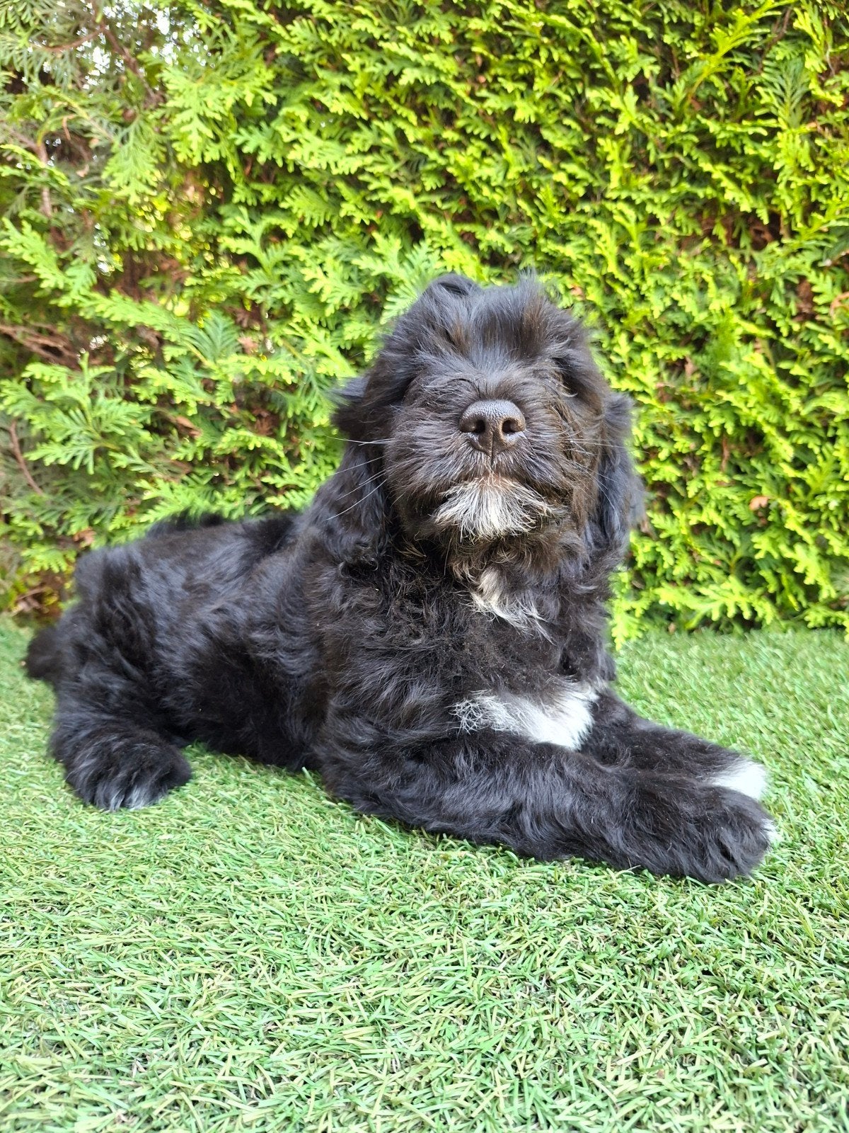Zeer mooie boomer x mini doodle pups., Dieren en Toebehoren, Parvo, 8 tot 15 weken, Meerdere, Nederland