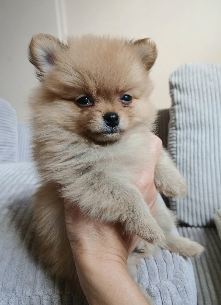 Pomeriaan pups, Keeshond, 8 tot 15 weken, Parvo, Meerdere
